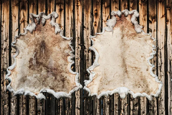 Ahşap bir duvarda ren geyiği derisi kurutmak