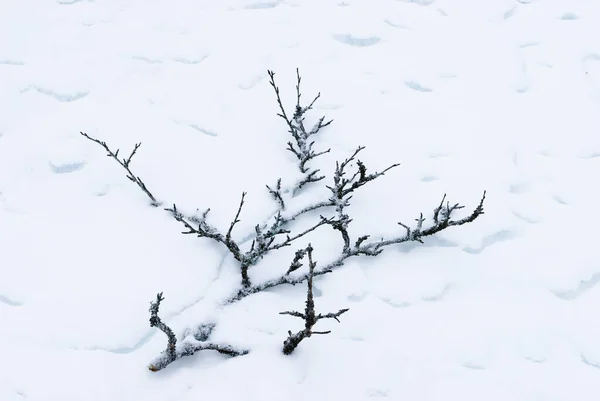 Kale Tak Een Sneeuwdrift Het Winterbos — Stockfoto