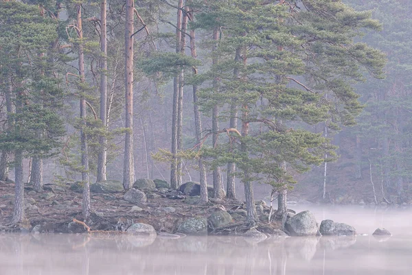 Vista Del Tranquilo Lago Con Hermosos Abetos Orilla Niebla Matutina —  Fotos de Stock