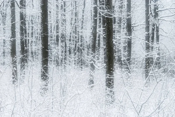 Bella Foresta Invernale Nella Neve Con Rami Ghiacciati — Foto Stock