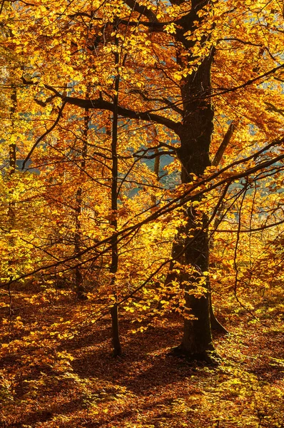 Krásný Výhled Podzimní Lesní Krajinu — Stock fotografie