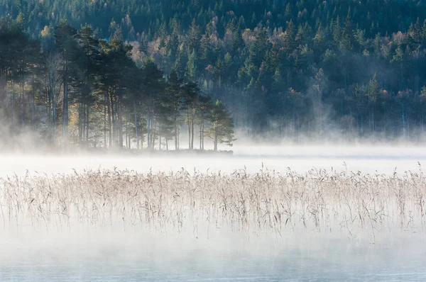 Reeds Lago Nebuloso Nas Montanhas — Fotografia de Stock