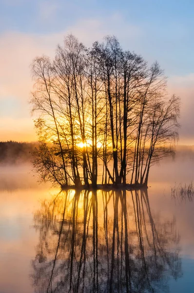 Vue Des Branches Nues Matin Brouillard Sur Lac — Photo