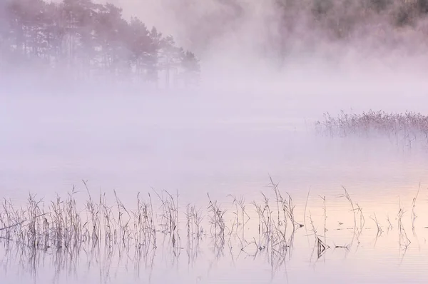 Тростник Туманном Озере Горах — стоковое фото