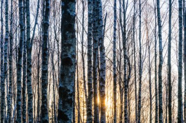 İsveç huş ağacı ormanında güneş parlıyor..