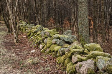 İsveç 'te ormandaki yeşil yosunlu taş duvar.