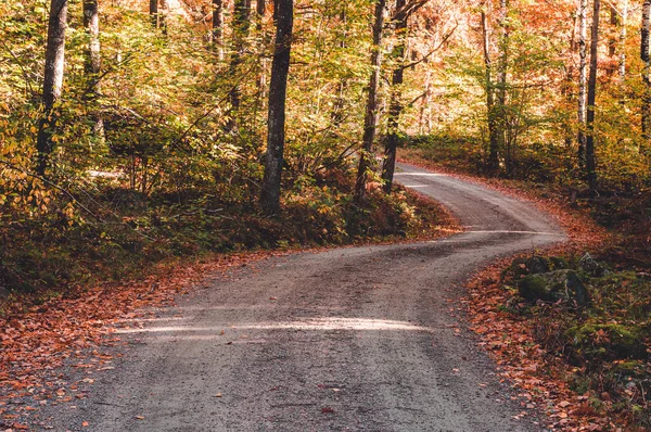 Gravel road in autumn landscape, Sweden