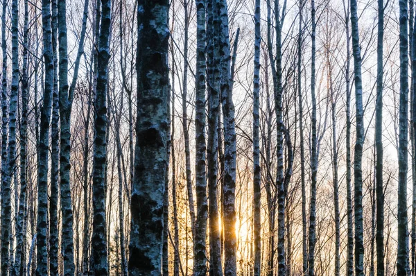 Sol Brillando Través Del Bosque Abedules Suecia —  Fotos de Stock