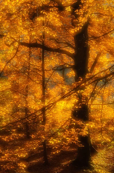 Napsütötte Levelek Erdőben Svédország Európa — Stock Fotó
