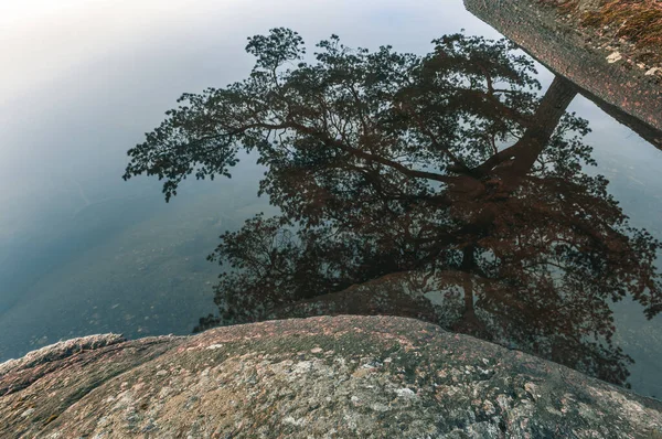 Spiegelbild Des Baumes Seeufer Schweden — Stockfoto