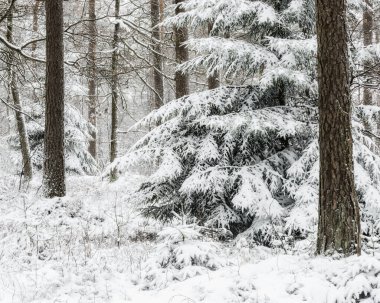 İsveç 'te sakin bir kış ormanının zemin ve ağaç dalları karla kaplıdır. Manzaranın sessiz güzelliği huzurlu bir atmosfer yaratıyor..