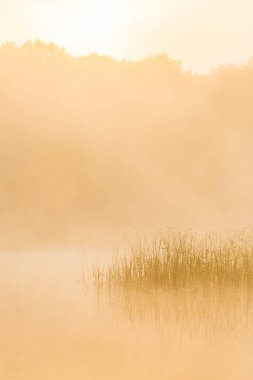 İsveç 'te gün doğumunda sisli bir nehir manzarayı aydınlatan yumuşak bir ışıkla sakin bir manzara sunar. Çimenler sise karşı durarak, barışçıl bir atmosfer yaratıyor..