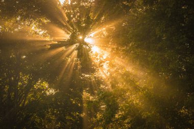 Gün doğarken İsveç 'in sakin ormanlarında güneş ışığı ağaçların arasından akar. Sahne, yaprakların arasından süzülen huzurlu sabah ışığını yakalıyor ve sıcak bir atmosfer yaratıyor..