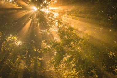 İsveç 'in sakin bir ormanındaki uzun ağaçların arasından gün doğumunda altın güneş ışığı akar. Sahne huzurlu ve canlı renklerle dolu, büyülü bir atmosfer yaratıyor..