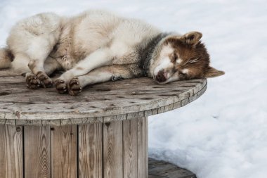 Grönland 'ın Qaanaaq köyünde bir Grönland köpeği dışarıda yuvarlak bir tahta masada uyuyor. Soğuk havada köpek huzur içinde dinlenirken kar zemini kaplıyor..