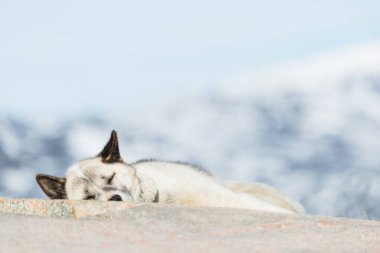 Grönland, Ilulissat 'ta bir kayanın üzerinde bir Husky yatıyor. Köpek başını eğip dinleniyor. Arka planda bulanık dağ şekilleri var. Güneşli bir gün ve gökyüzü açık..