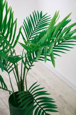 Beyaz arka planda siyah bir saksıda yeşil dissis