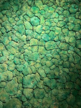 Büyüyen yosunların yeşil dokusu. Doğa, arkaplan.