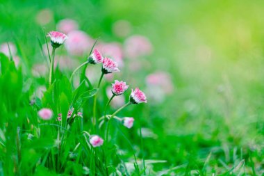 Yeşil çimenlikteki pembe çiçeklerin canlı bir görüntüsü. metin alanı, bahar ya da yaz arkaplanı, bokeh