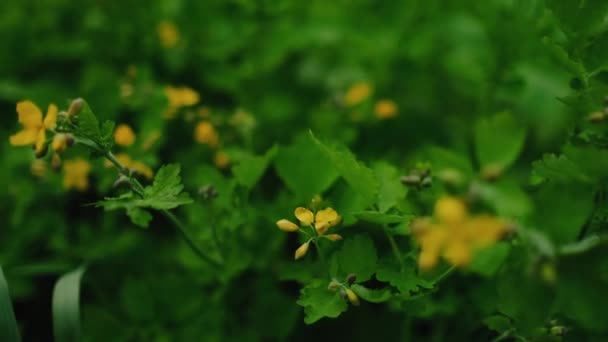 Piccoli Fiori Gialli Con Sfondo Sfocato Fiori Celidonia — Video Stock