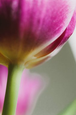 Çiçek tomurcuğunun yakın çekimi, lalenin makro fotoğrafı. kök ve taç yaprakları