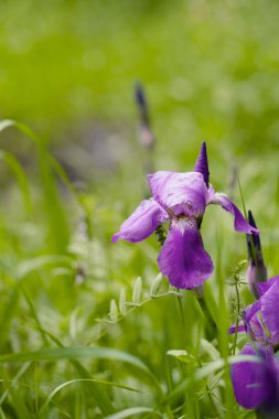 Parlak yeşil çimenlerin arka planında mor iris. Haziran 'da açan yaz çiçeği. Bahçecilik, çiçek tarlasında uzun ömürlü bitkiler.