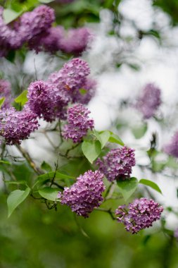 Yeşil yaprakların arasındaki çalılıkta leylak renkleri çiçek açar. Bahar kokulu çiçekler. Bahçecilik, peyzaj.