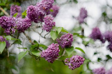 Yeşil yaprakların arasındaki çalılıkta leylak renkleri çiçek açar. Bahar kokulu çiçekler. Bahçecilik, peyzaj.