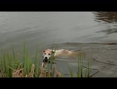 Jack Russell Terrier ya da Parson Russell Terrier cinsinden bir köpek gölde yüzer ve bir sopayı dişleriyle yakalar. Kahverengi benekli eğitimli beyaz bir av köpeği. Evcil hayvanın için spor