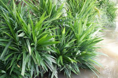 Vietnam 'daki Sen Evi