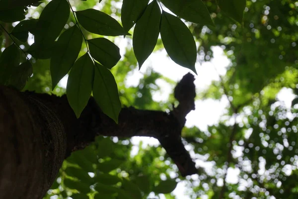 Viejo Árbol Centro Ciudad — Foto de Stock