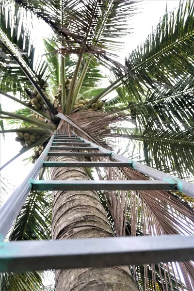 Ladder Kokosnoot Beklimmen — Stockfoto