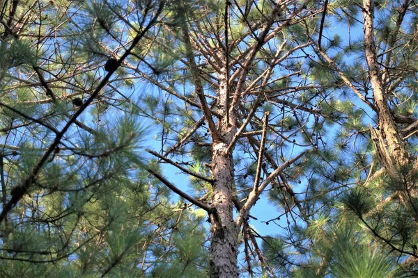 pine tree in the hill