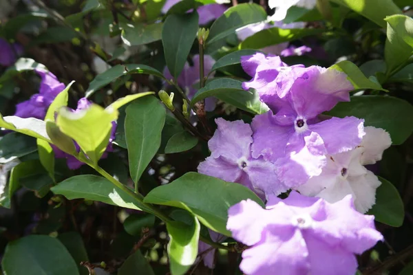 Bunte Blumen Der Stadt Dalat — Stockfoto