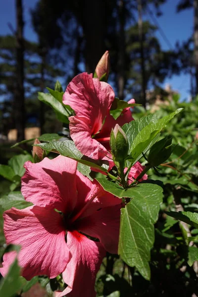 Fleurs Colorées Dalat City — Photo