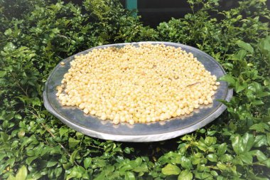 Ağaçta kurutulmuş soğan.