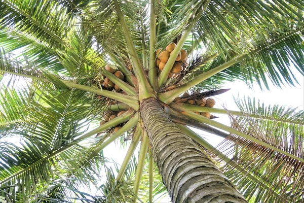 Kokosnoot Boom Mekong Delta — Stockfoto