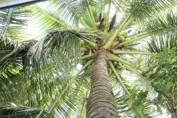 Coqueiro Mekong Delta — Fotografia de Stock