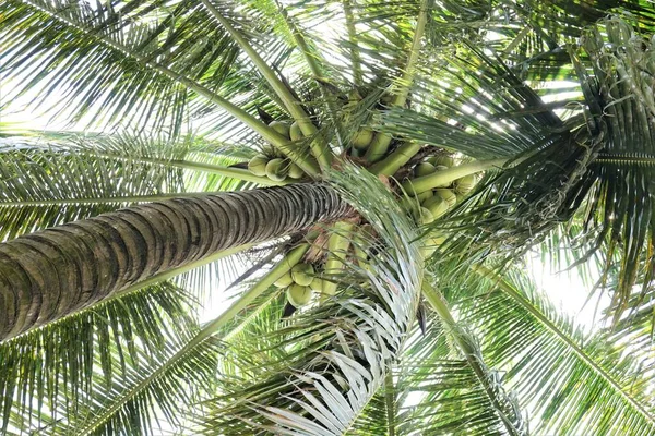 Coqueiro Mekong Delta — Fotografia de Stock