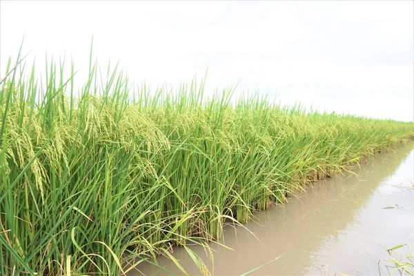 Mokry Ryż Delcie Mekongu — Zdjęcie stockowe