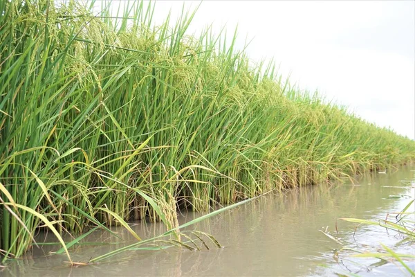 メコンデルタの湿米 — ストック写真