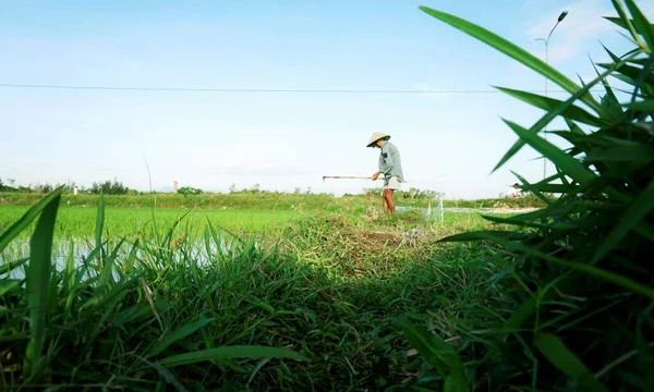 ベトナム中部での水稲栽培 — ストック写真