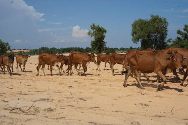 Kırsal kesimin senaryoları