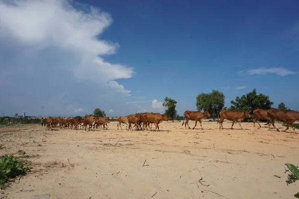 สถานการณ ของชนบท — ภาพถ่ายสต็อก