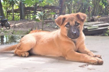 Adorable, mischievous woof puppy