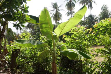 Young banana tree is rising in the sun