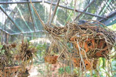 The orchid pot has faded