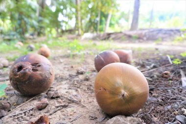 Spoiled coconut under the tree
