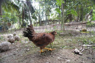 Hens are locked in a barn