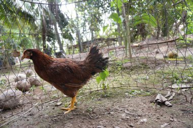 Hens are locked in a barn